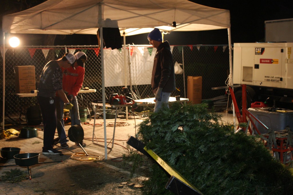 baseball-tree-lot-emily